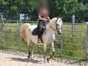 Jument pur sang arabe de 13 ans