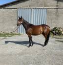jument selle français 5 ans