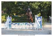Jument 5 ans haute génétique (sport, élevage, loisirs)