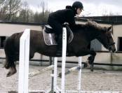 Ponette welsh pony 17 ans 