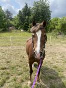 Ponette welsh pony 17 ans 