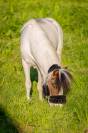 Cheval miniature 