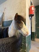 Cheval miniature 