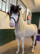 Cheval miniature 