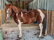 Jolie ponette