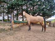 Lamarosa  lusitanienne de 4 ans