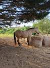 Lamarosa  lusitanienne de 4 ans