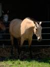 Lamarosa  lusitanienne de 4 ans