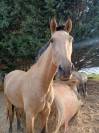 Lamarosa  lusitanienne de 4 ans