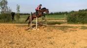 Jument Anglo-Arabe 4 ans