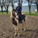 À VENDRE – Ponette de 9 ans, gentille et adorable
