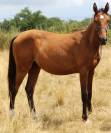 Pouliche SF ( Controe  x Champs Elysees x Le tot)