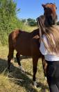Potranca Silla Francés En venta 2024 Bayo por papillon de l odyssee