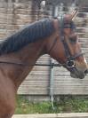 À vendre, joli hongre de 10 ans 
