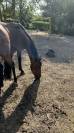 Trotteur à vendre 