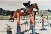 Cheval de sport 7 ans – Origines Par Amant du Château 