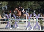 Cheval de sport 7 ans – Origines Par Amant du Château 