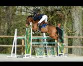 Cheval de sport 7 ans – Origines Par Amant du Château 