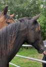 À vendre pouliche Oldenbourg 1 ans