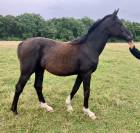 À vendre pouliche Oldenbourg 1 ans