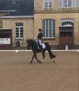 Etalon Welsh Cob D