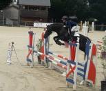 Etalon Welsh Cob D