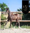 Mâle kwpn Vitalis x Negro