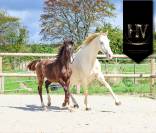 Mâle kwpn Vitalis x Negro
