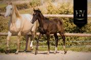 Mâle kwpn Vitalis x Negro