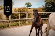 Mâle kwpn Vitalis x Negro