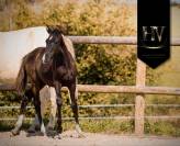Mâle kwpn Vitalis x Negro