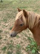 PONETTE 1 AN