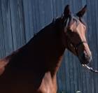 Jument dressage KWPN 3 ans 1m72 par Las Vegas