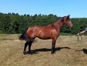 Jument dressage KWPN 3 ans 1m72 par Las Vegas