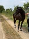 Ruin Franse draver  Te koop 2021 Zwart