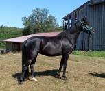 jument KWPN dressage 1m62 3ans par Desperado