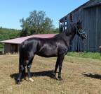 jument KWPN dressage 1m62 3ans par Desperado