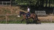 Pure race espagnole 