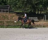 Pure race espagnole 