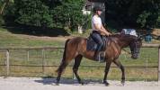 Pure race espagnole 