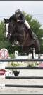 Magnifique hongre CSO 11 ans