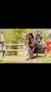 Poney D 