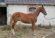 Poulain 2 ans par Itoki de Riverland