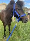 À VENDRE - Tornado ( ONCP) ?✨