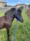 À VENDRE - Tornado ( ONCP) ?✨