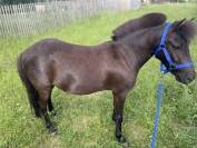 À VENDRE - Tornado ( ONCP) ?✨