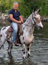 Gelding No Origin Recorded For sale 2018 Appaloosa