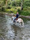 Gelding No Origin Recorded For sale 2018 Appaloosa