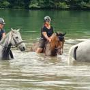 Cheval de sport hanovrien
