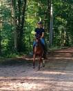 Cheval de sport hanovrien